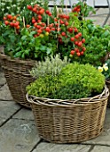 DESIGNERS SUE AYLETT AND GAY SEARCH: WICKER BASKET COTTAGE STYLE CONTAINERS IN COURTYARD PLANTED WITH THYMES (HERBS) AND TOMATOES. VEGETABLE