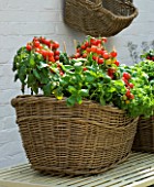 DESIGNERS SUE AYLETT AND GAY SEARCH: WICKER BASKET COTTAGE STYLE CONTAINER IN COURTYARD ON METAL TABLE PLANTED WITH TOMATOES AND BASIL. VEGETABLE