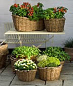 DESIGNERS SUE AYLETT AND GAY SEARCH: WICKER BASKET COTTAGE STYLE CONTAINERS IN COURTYARD AROUND AND ON A METAL TABLE PLANTED WITH TOMATOES  BASIL  VIOLAS AND THYMES. VEGETABLE