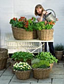 DESIGNERS SUE AYLETT AND GAY SEARCH: SUE AYLETT WATERING WICKER BASKET COTTAGE STYLE CONTAINERS IN COURTYARD PLANTED WITH TOMATOES  BASIL  VIOLAS AND THYMES. VEGETABLE