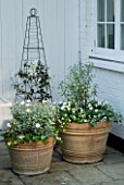 DESIGNERS SUE AYLETT AND GAY SEARCH: SILVER THEMED TERRACOTTA CONTAINERS AND OBELISK IN COURTYARD PLANTED WITH WHITE CLEMATIS  MARGUERITES  PITTOSPORUM