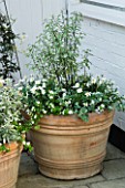DESIGNERS SUE AYLETT AND GAY SEARCH: SILVER THEMED TERRACOTTA CONTAINER IN COURTYARD PLANTED WITH MARGUERITES  PITTOSPORUM AND HELICHRYSUM