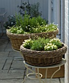 DESIGNERS SUE AYLETT AND GAY SEARCH: WHITE THEMED WICKER BASKET COTTAGE STYLE CONTAINERS PLANTED WITH ROSEMARY AND CHIVES IN COURTYARD ON METAL TABLES