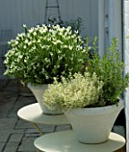DESIGNERS SUE AYLETT AND GAY SEARCH: WHITE LAVENDER AND HERBS IN CREAMY WHITE CONTAINERS IN COURTYARD ON METAL TABLES