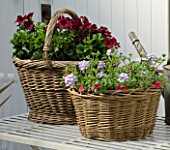 DESIGNERS SUE AYLETT AND GAY SEARCH: COTTAGE STYLE WICKER CONTAINERS IN COURTYARD ON METAL TABLE PLANTED WITH PELARGONIUMS AND VERBENA
