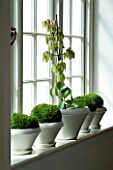 DESIGNERS SUE AYLETT: SUE AYLETTS HOUSE  LONDON: WHITE CONTAINERS WITH PLANTS IN THE WINDOWSILL