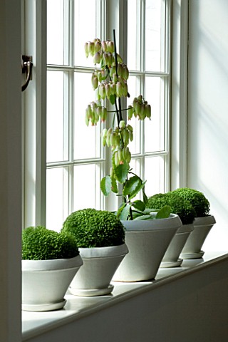 DESIGNERS_SUE_AYLETT_SUE_AYLETTS_HOUSE__LONDON_WHITE_CONTAINERS_WITH_PLANTS_IN_THE_WINDOWSILL