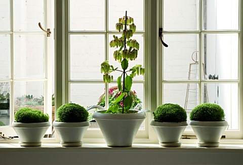 DESIGNERS_SUE_AYLETT_SUE_AYLETTS_HOUSE__LONDON_WHITE_CONTAINERS_WITH_PLANTS_IN_THE_WINDOWSILL