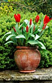 CONTAINER PLANTED WITH RED EMPEROR TULIPS. CHIFFCHAFFS GARDEN  DORSET