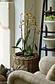 DESIGNERS SUE AYLETT: SUE AYLETTS HOUSE  LONDON: THE LIVING ROOM WITH BEAUTIFUL ORCHID IN WICKER BASKET/ CONTAINER