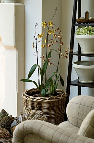 DESIGNERS_SUE_AYLETT_SUE_AYLETTS_HOUSE__LONDON_THE_LIVING_ROOM_WITH_BEAUTIFUL_ORCHID_IN_WICKER_BASKE