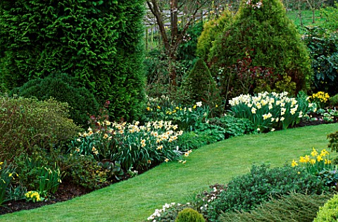THE_BORDERS_BY_THE_LAWN_WITH_NARCISSI_SEMPRE_AVANTI_L_AND_NARCISSI_ICE_FOLLIES__CHIFFCHAFFS_GARDEN__