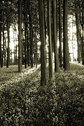 COTON_MANOR__NORTHAMPTONSHIRE_BLACK_AND_WHITE_TONED_IMAGE_OF_THE_BLUEBELL_WOOD_IN_SPRING_IN_EVENING_