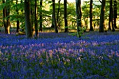 COTON MANOR  NORTHAMPTONSHIRE: THE BLUEBELL WOOD IN SPRING IN EVENING LIGHT