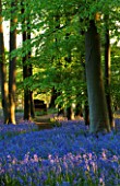 COTON MANOR  NORTHAMPTONSHIRE: A PLACE TO SIT: THE BLUEBELL WOOD IN SPRING IN EVENING LIGHT WITH SECLUDED BENCH. SEAT