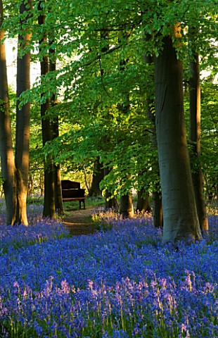 COTON_MANOR__NORTHAMPTONSHIRE_A_PLACE_TO_SIT_THE_BLUEBELL_WOOD_IN_SPRING_IN_EVENING_LIGHT_WITH_SECLU