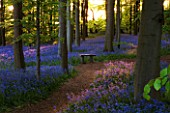 COTON MANOR  NORTHAMPTONSHIRE: THE BLUEBELL WOOD IN SPRING IN EVENING LIGHT WITH WOODEN BENCH/ SEAT