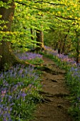 COTON MANOR  NORTHAMPTONSHIRE: A PATH RUNS THROUGH THE BLUEBELL WOOD IN SPRING IN EVENING LIGHT