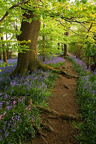 COTON_MANOR__NORTHAMPTONSHIRE_A_PATH_RUNS_THROUGH_THE_BLUEBELL_WOOD_IN_SPRING_IN_EVENING_LIGHT