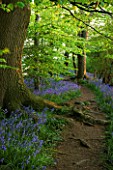 COTON MANOR  NORTHAMPTONSHIRE: A PATH RUNS THROUGH THE BLUEBELL WOOD IN SPRING IN EVENING LIGHT