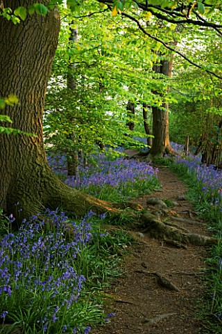 COTON_MANOR__NORTHAMPTONSHIRE_A_PATH_RUNS_THROUGH_THE_BLUEBELL_WOOD_IN_SPRING_IN_EVENING_LIGHT