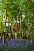 COTON MANOR  NORTHAMPTONSHIRE: THE BLUEBELL WOOD IN SPRING IN EVENING LIGHT