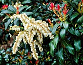 DETAIL OF FLOWERS & RED FOLIAGE OF PIERIS JAPONICA FLAME OF THE FOREST