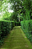 PROVENCE  FRANCE - ALTAVES. GRASS PATH WITH HEDGING AND PLANE TREES. SHADE