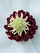 CLOSE UP OF THE CENTRE OF THE WHITE FLOWER OF MAGNOLIA WILSONII WITH RED STAMENS