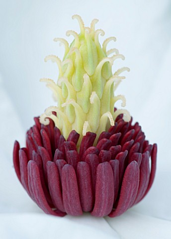 CLOSE_UP_OF_THE_CENTRE_OF_THE_WHITE_FLOWER_OF_MAGNOLIA_WILSONII_WITH_RED_STAMENS