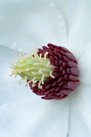 CLOSE_UP_OF_THE_CENTRE_OF_THE_WHITE_FLOWER_OF_MAGNOLIA_WILSONII_WITH_RED_STAMENS