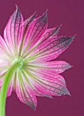 CLOSE UP OF THE PINK FLOWER OF ASTRANTIA ROMA AGAINST PINK BACKGROUND