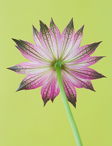 CLOSE_UP_OF_THE_PINK_FLOWER_OF_ASTRANTIA_ROMA_AGAINST_YELLOW_BACKGROUND
