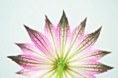 CLOSE UP OF THE PINK FLOWER OF ASTRANTIA ROMA AGAINST GREY BACKGROUND