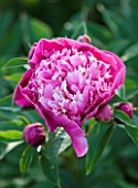 THE WALLED GARDEN AT COWDRAY  WEST SUSSEX. DESIGNER: JAN HOWARD - SINGLE BLOOM OF PINK PEONY (PAEONIA) (UNKNOWN VARIETY)