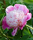 THE WALLED GARDEN  COWDRAY  WEST SUSSEX. THE PINK FLOWER OF A PAEONIA / PEONY (UNKNOWN VARIETY)