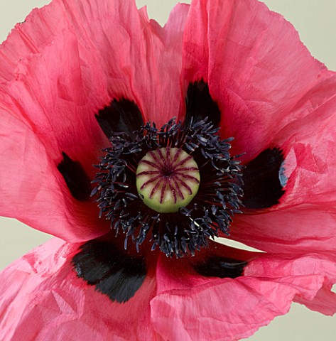 CLOSE_UP_OF_THE_PINK_FLOWER_OF_PAPAVER_ORIENTALE_WATERMELON