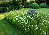 WOLLERTON OLD HALL  SHROPSHIRE: FONT SURROUNDED BY MEADOW PLANTING OF DAISIES (LEUCANTHEMUM VULGARE)
