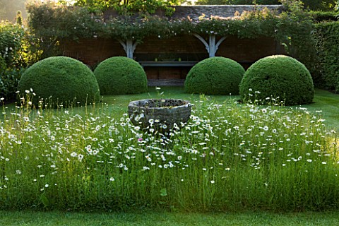 WOLLERTON_OLD_HALL__SHROPSHIRE_FONT_GARDEN_WITH_MEADOW_PLANTING_OF_DAISIES_LEUCANTHEMUM_VULGARE_AND_