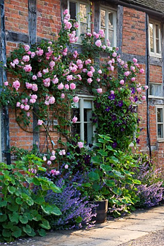 WOLLERTON_OLD_HALL__SHROPSHIRE_SOUTH_WALL_OF_THE_COTTAGES_WITH_ROSA_CAROLINE_TESTOUT_AND_CLEMATIS_VI