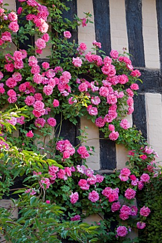 WOLLERTON_OLD_HALL__SHROPSHIRE_SOUTH_WALL_OF_THE_HOUSE_WITH_PINK_ROSA_ZEPHERINE_DROUHIN