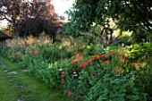 THE GRAY HOUSE  OXFORDSHIRE  DESIGNED BY TIM REES. HERBACEOUS BORDER IN SUMMER WITH BACKLIT STIPA TENUISSIMA AMD POPPIES