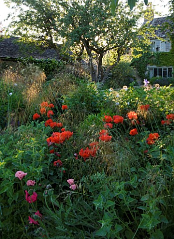 THE_GRAY_HOUSE__OXFORDSHIRE__DESIGNED_BY_TIM_REES_HERBACEOUS_BORDER_IN_SUMMER_WITH_BACKLIT_STIPA_TEN
