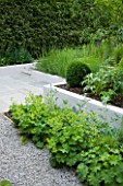 DESIGN: CHARLOTTE ROWE  LONDON. SMALL CONTEMPORARY GARDEN IN JUNE WITH RAISED RENDERED BORDER AND ALCHEMILLA MOLLIS SPILLING ONTO GRAVEL PATH