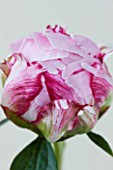 CLOSE UP IMAGE OF THE PINK FLOWER OF PAEONIA LACTIFLORA SARAH BERNHARDT. PAEONY  PEONY