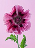 CLOSE UP IMAGE OF THE PINK FLOWER OF THE POPPY - PAPAVER ORIENTALE HARLEM
