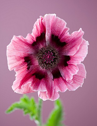 CLOSE_UP_IMAGE_OF_THE_PINK_FLOWER_OF_THE_POPPY__PAPAVER_ORIENTALE_HARLEM