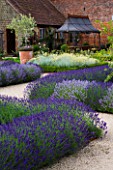 COWDRAY WALLED GARDEN  SUSSEX. DESIGNER: JAN HOWARD. BEDS OF LAVENDER HIDCOTE (LAVANDULA) WITH GAZEBO AND OLIVE TREE IN CONTAINER
