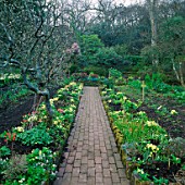 A PATH THROUGH THE VEGETABLE GARDEN  LINED WITH PRIMROSES. GREENCOMBE GARDEN  SOMERSET