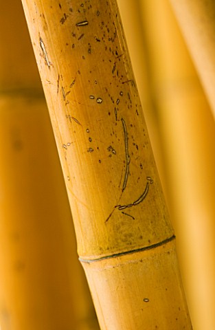 LA_BAMBOUSERAIE_DE_PRAFRANCE__FRANCE_CLOSE_UP_OF_YELLOW_STEMS_OF_PHYLLOSTACHYS_BAMBUSOIDES_HOLOCHRYS